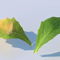 Healthy Green Leaf and Yellow Spotted Leaf Comparison on Light Blue Background 3d model