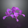 Vibrant Purple Orchid Flowers With Delicate Petals On Dark Background