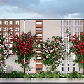 Lush Flowering Vines With Red And Pink Blooms On Building Exterior Walls