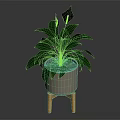 Houseplant With Green Leaves And White Flowers In Gray Pot On Orange Legged Stand
