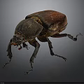 Shiny Red Shelled Beetle With Black Body And Long Legs On Dark Background