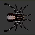 Detailed Large Brown Spider With White Striped Legs On Gray Background