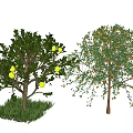 Healthy Fruit Trees as Agricultural Crops with Green and Yellow Fruits Growing on Grass