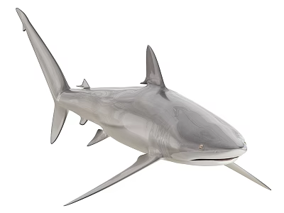 Grey Shark Marine Aquatic Animal With Sharp Fins And Streamlined Body 3d model