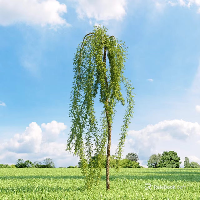 Scenic Weeping Willow Tree With Long Hanging Branches Under Blue Sky In Green Field 3d model 