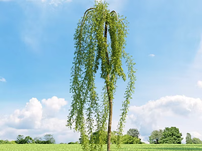 Scenic Weeping Willow Tree With Long Hanging Branches Under Blue Sky In Green Field 3d model