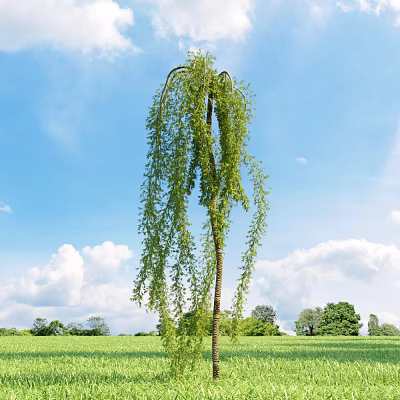Scenic Weeping Willow Tree With Long Hanging Branches Under Blue Sky In Green Field 3d model