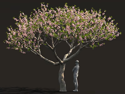 Lush Blooming Tree with Abundant Pink Blossoms and Person Standing Beside 3d model