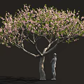 Lush Blooming Tree with Abundant Pink Blossoms and Person Standing Beside
