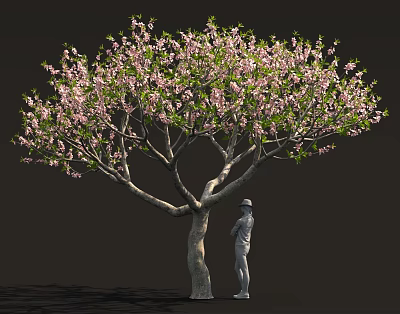 Lush Blooming Tree with Abundant Pink Blossoms and Person Standing Beside 3d model