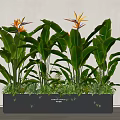 Strelitzia Reginae Potted Plants With Large Green Leaves In Black Rectangular Planter