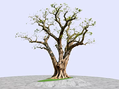 Arbor With Thick Trunk Exposed Roots Textured Bark And Green Leaves On Gray Stone Ground 3d model