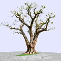 Arbor With Thick Trunk Exposed Roots Textured Bark And Green Leaves On Gray Stone Ground