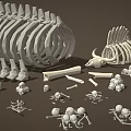 Detailed 3D Skeleton Limb Bones Models With Skull Ribs And Small Bone Parts