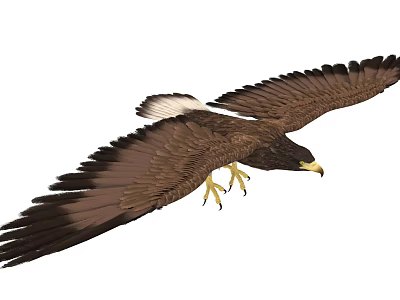 Modern Eagle 3d model