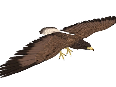 Modern Eagle model