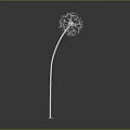 Dandelion Plant With Silver Stem And White Fluffy Seed Head Against Gray Background