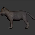 Cute Brown Baby Wolf With Bright Blue Eyes Standing On Gray Surface