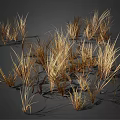 Clusters of Wispy Golden Brown Dried Grass Plants on Dark Background