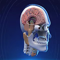 3D Animated Human Brain Internal Anatomical Structure Cross Section View 3d model