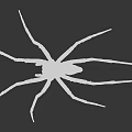 Grayish Brown Spider With Eight Long Legs On Black Background Close Up View