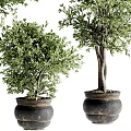 Three Different Sizes Bonsai Plants With Green Leaves In Black Pots