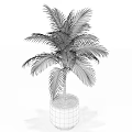 Potted Palm Plant with Lush Green Fronds in Black Square Planter