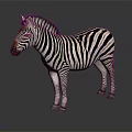 Zebra With Black And White Stripes Standing On Dark Background With Reflection 3d model