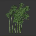 Tall Green Bamboo Plants With Lush Leaves And Slender Stems On Black Background With Reflection