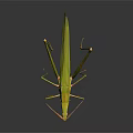 Green Grasshopper with Long Legs and Antennae on Dark Background Detailed View