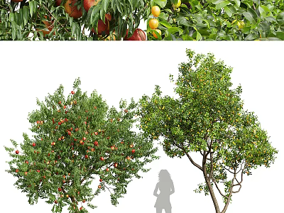 peach tree apricot tree landscape tree 3d model