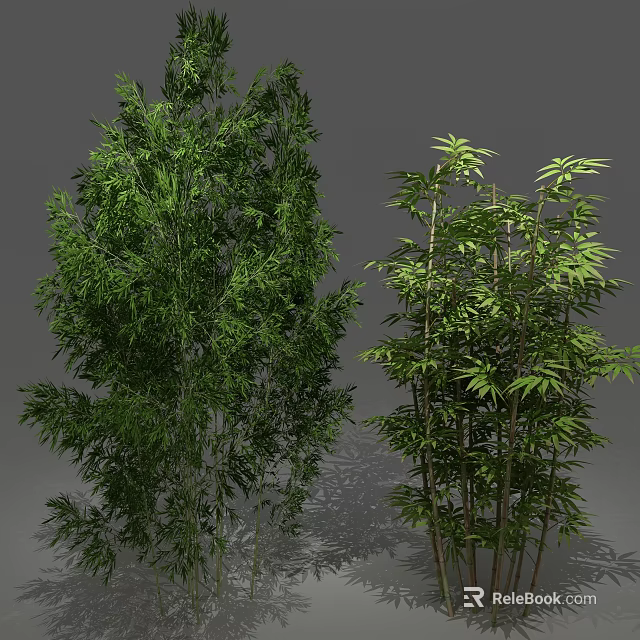 Different Types of Bamboo Plants with Lush Green Leaves and Slender Stems 3d model 