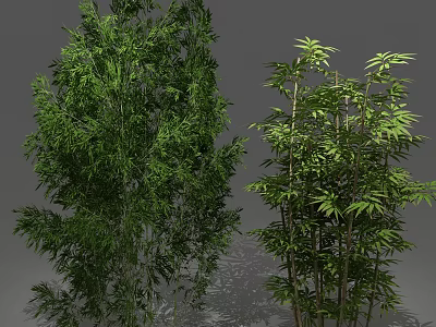 Different Types of Bamboo Plants with Lush Green Leaves and Slender Stems 3d model