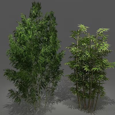 Different Types of Bamboo Plants with Lush Green Leaves and Slender Stems 3d model