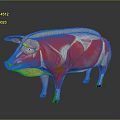 Pig Anatomical Model Showing Detailed Muscle Structure For Educational Use 3d model