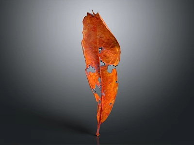 Detailed Single Orange Red Leaf Showing Damaged Holes On Dark Background 3d model
