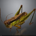 Realistic Brown And Green Grasshopper With Long Antennae And Hind Legs
