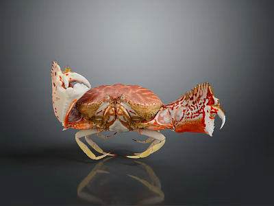 Red And White Patterned Crab With Large Claws Shiny Shell And Reflection On Smooth Surface 3d model
