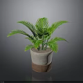 Indoor Green Potted Plant With Feathery Leaves In Brown And White Pot
