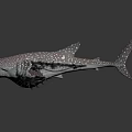 Giant Whale Shark With White Body And Pink Spots In Marine Environment