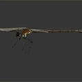 Delicate Dragonfly With White Wings And Brown Body On Blue Surface Showing Reflection