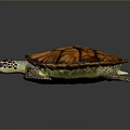 Colorful Sea Turtle with orange and brown patterned shell on black background and shiny reflection 3d model