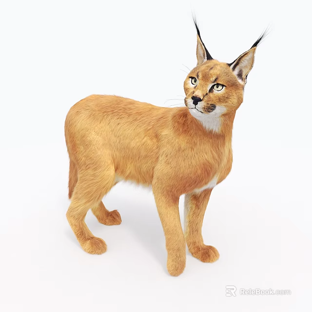 Alert Brown Reptile Standing On White Surface With Sharp Features And Scaly Body 3d model 