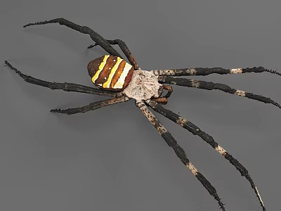 Reptile With Yellow White Striped Body And Long Slender Black White Banded Legs 3d model