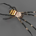 Reptile With Yellow White Striped Body And Long Slender Black White Banded Legs