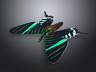 Vibrant Butterfly With Black And Green Striped Wings On Gray Background 3d model