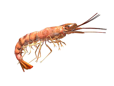 Fresh Brown Shrimp An Aquatic Animal With Long Antennae And Legs 3d model