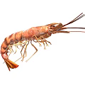 Fresh Brown Shrimp An Aquatic Animal With Long Antennae And Legs