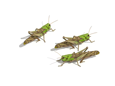 Three Green Reptiles With Brown Patterns Crawling On White Surface 3d model