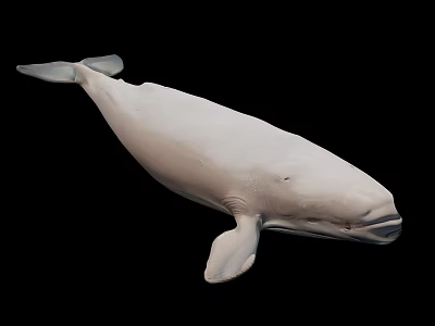 White Beluga Whale Aquatic Animal With Smooth White Skin And Flippers 3d model